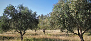 Agromatter campos