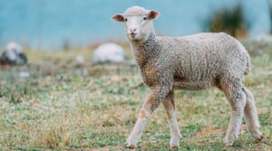 La Inteligencia Artificial aplicada por Gradiant permite la mejora de la fertilidad de las ganaderías ovinas