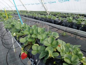 La actividad internacional de TECNOVA crece año tras año, impulsando y poniendo en valor la tecnología española