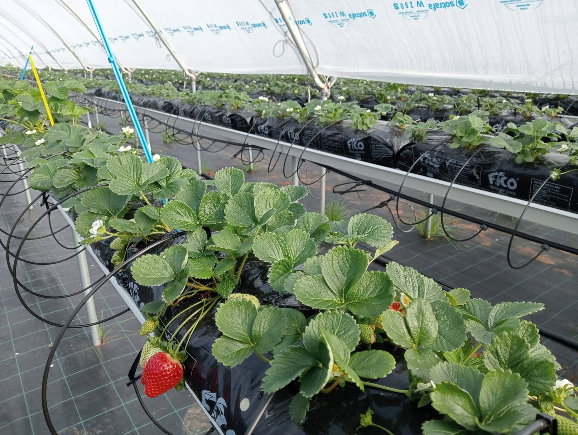 La actividad internacional de TECNOVA crece año tras año, impulsando y poniendo en valor la tecnología española