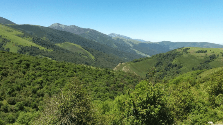 CTAG (ATIGA) y CTC participan en el consorcio Fortexval, que propone un nuevo modelo de gestión forestal