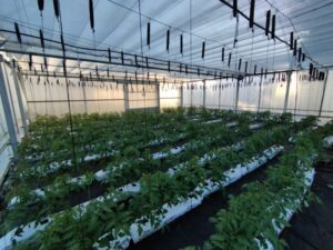 Dan comienzo en los laboratorios e instalaciones de CTAEX los ensayos de tomate del proyecto europeo HARNESSTOM