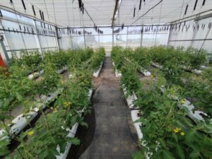 Dan comienzo en los laboratorios e instalaciones de CTAEX los ensayos de tomate del proyecto europeo HARNESSTOM