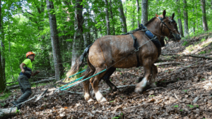 FORTEXVAL -impulsado por CTC y CTAG- recupera la tracción animal para extraer los recursos forestales que darán origen al biochar