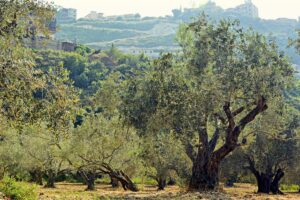 CTAEX participa en un proyecto pionero que busca transformar los residuos del olivar en compuestos bioactivos