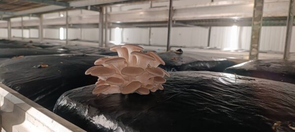 AIMPLAS analiza sus líneas de investigación en 2024 para fortalecer la I+D+I empresarial en el sector de los plásticos
