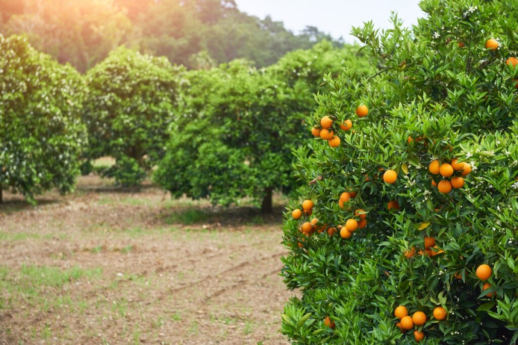 AINIA Centro Tecnológico coordina un proyecto europeo para combatir las plagas más devastadoras de los cítricos