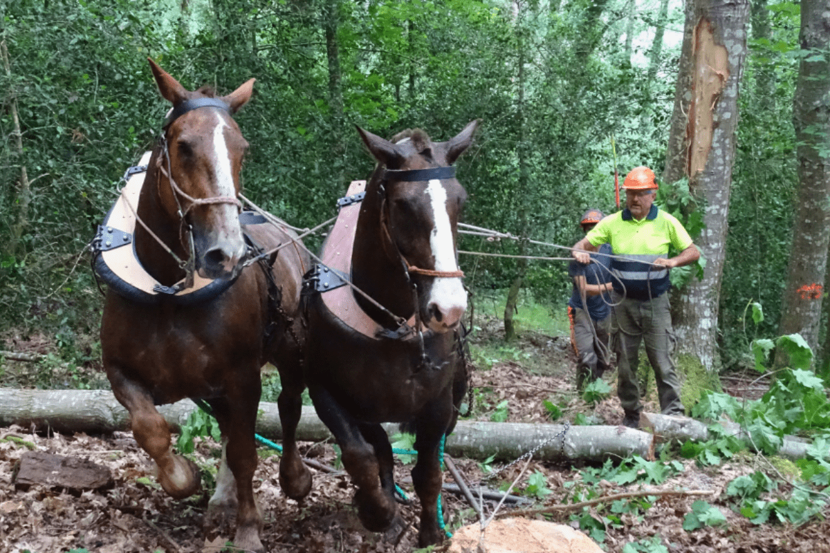 FORTEXVAL se consolida como modelo de bioeconomía circular de referencia para el desarrollo de zonas rurales