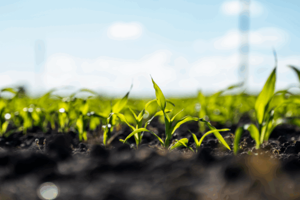 ATIIP acoge el arranque del proyecto SOUL, que combate la contaminación del suelo con plásticos biodegradables