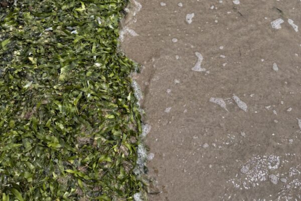 ANFACO-CYTMA -ATIGA- participa en un proyecto que demuestra el potencial de las proteínas sostenibles a partir de algas y legumbres