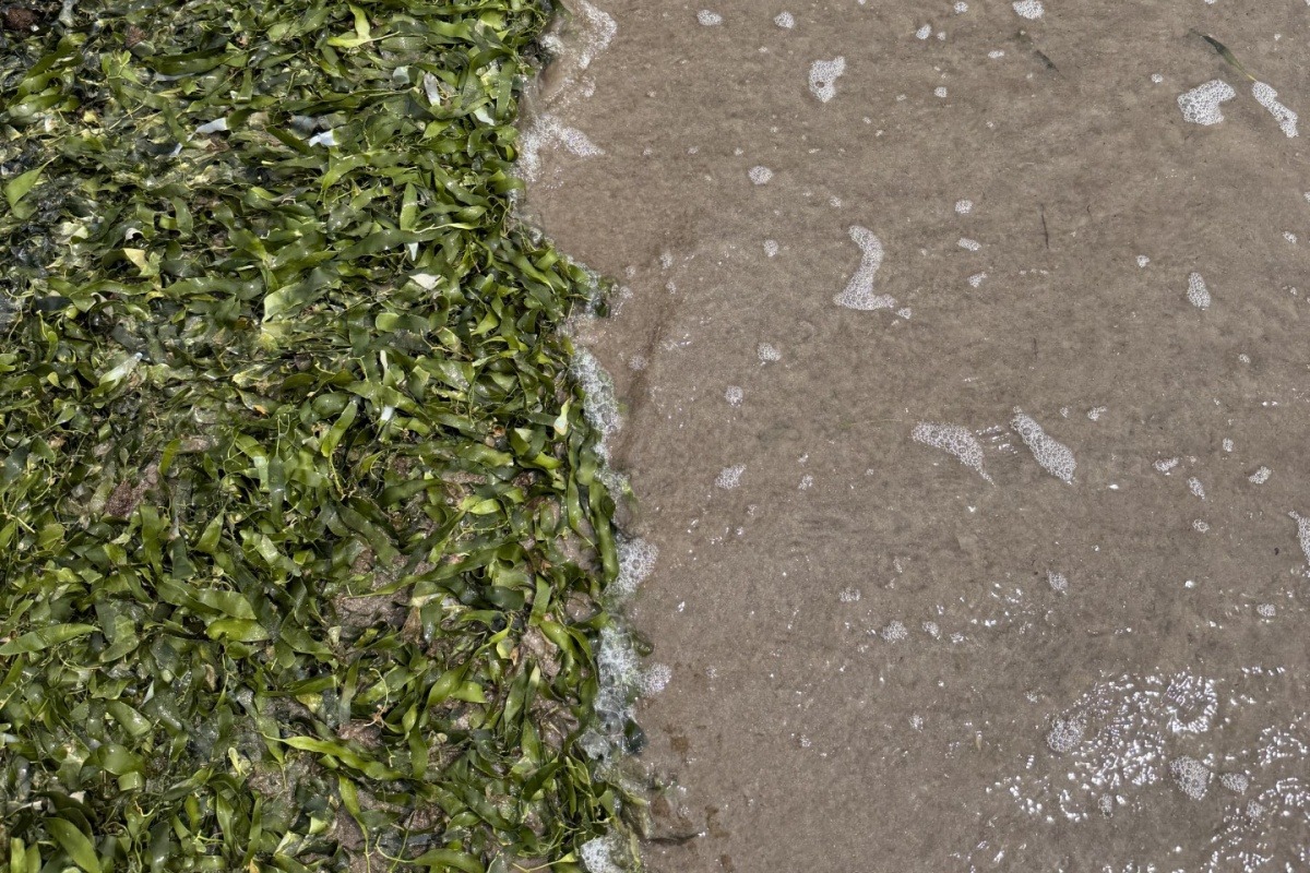 ANFACO-CYTMA -ATIGA- participa en un proyecto que demuestra el potencial de las proteínas sostenibles a partir de algas y legumbres