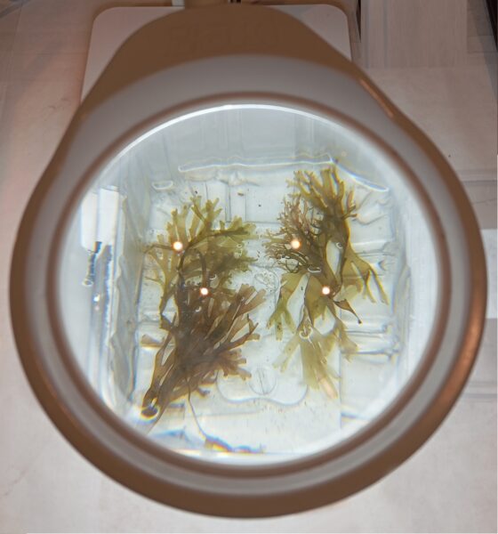 AIMPLAS coordina los proyectos RUGUPLAS y POLY-ML, participa en RESSCATE y colabora en REDES4VALUE