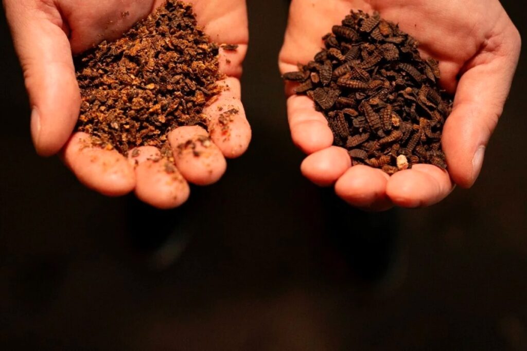 ITG Centro Tecnológico aporta IA, visión artificial y tecnologías cuánticas para automatizar la cría industrial de insectos