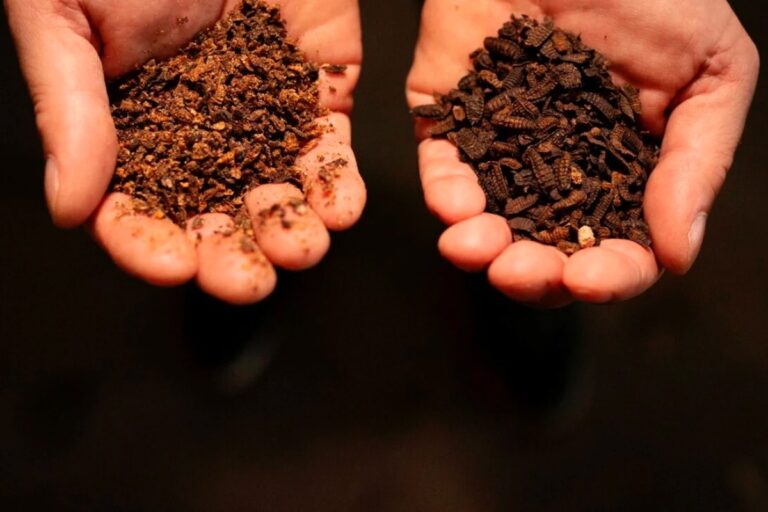 ITG Centro Tecnológico aporta IA, visión artificial y tecnologías cuánticas para automatizar la cría industrial de insectos