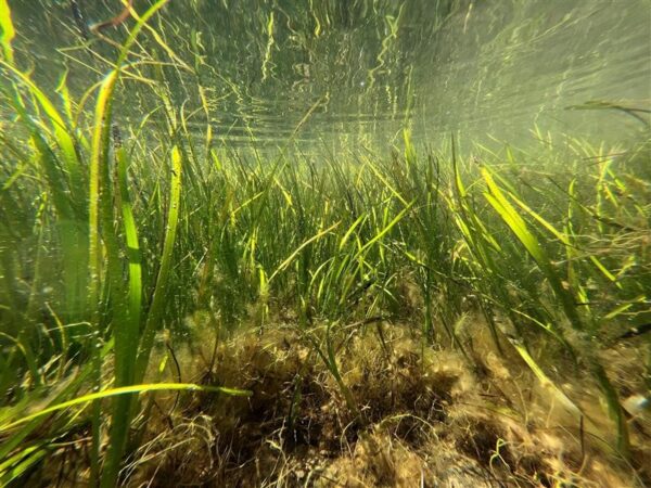 AIMPLAS lidera el proyecto VEGANCELIO, colabora en la iniciativa MARVIVA y participa en el proyecto MULTIPLY