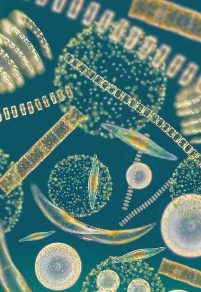 AIMPLAS lidera el proyecto VEGANCELIO, colabora en la iniciativa MARVIVA y participa en el proyecto MULTIPLY